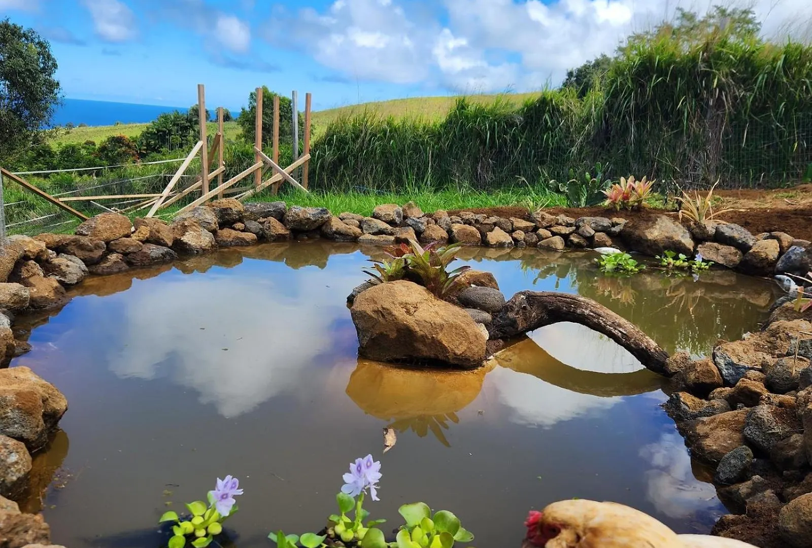 Sunrise Farm Cottage I - 180 Degree Oceanviews Stargazing Whale Watching On Hamakua Coast Hawaii Papaaloa  Farm stay