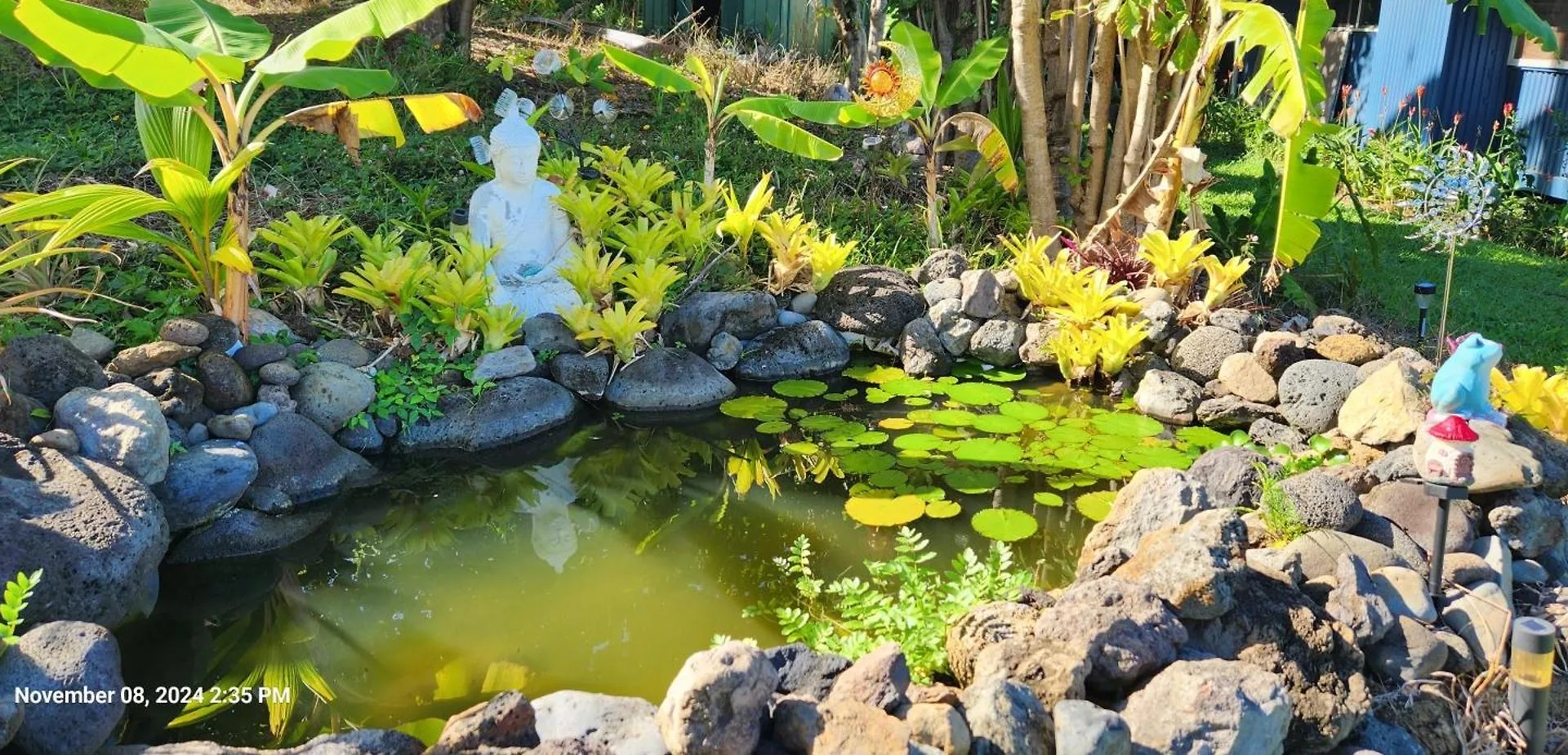 Sunrise Farm Cottage I - 180 Degree Oceanviews Stargazing Whale Watching On Hamakua Coast Hawaii Papaaloa  Farm stay Papaaloa (Hawaii)
